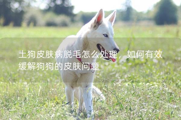 土狗皮膚病脫毛怎么處理，如何有效緩解狗狗的皮膚問題