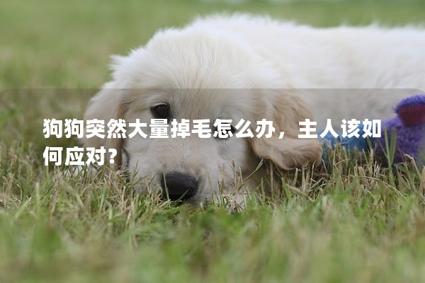 狗狗突然大量掉毛怎么辦，主人該如何應對？