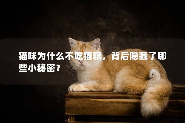 貓咪為什么不吃貓糧，背后隱藏了哪些小秘密？