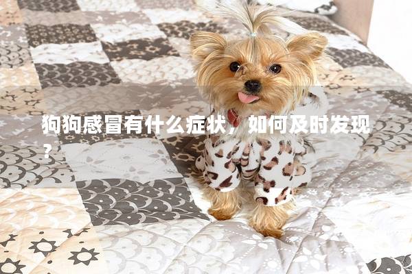 狗狗感冒有什么癥狀，如何及時發現？
