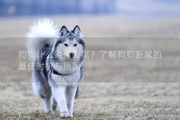 狗狗什么時(shí)候斷尾？了解狗狗斷尾的最佳時(shí)機(jī)與原因