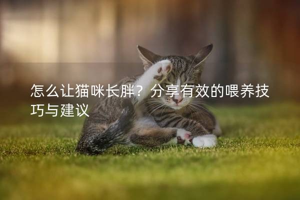 怎么讓貓咪長胖？分享有效的喂養技巧與建議