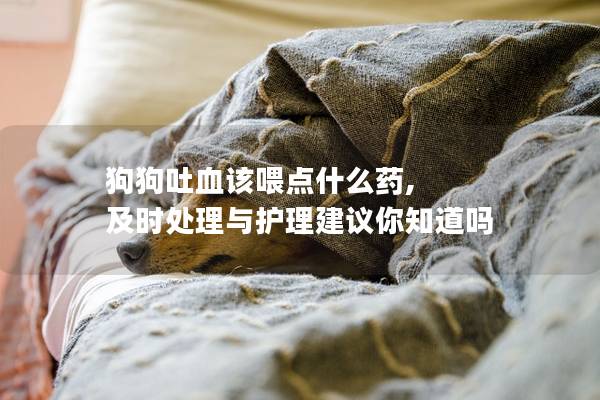 狗狗吐血該喂點(diǎn)什么藥, 及時(shí)處理與護(hù)理建議你知道嗎