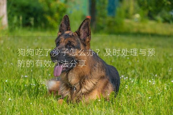 狗狗吃了沙子怎么辦？及時處理與預防的有效方法分享