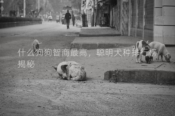 什么狗狗智商最高，聰明犬種排行榜揭秘
