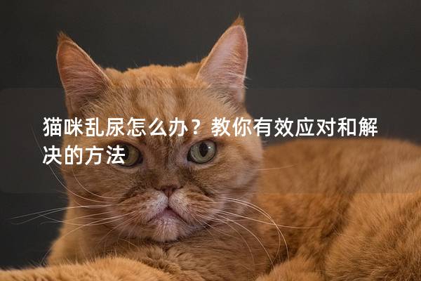 貓咪亂尿怎么辦？教你有效應對和解決的方法