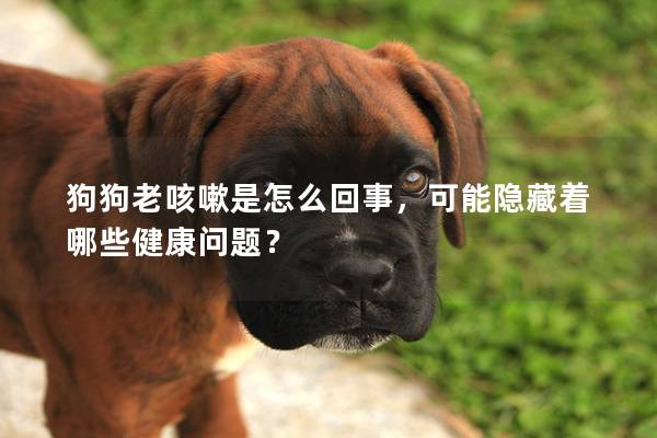 狗狗老咳嗽是怎么回事，可能隱藏著哪些健康問題？