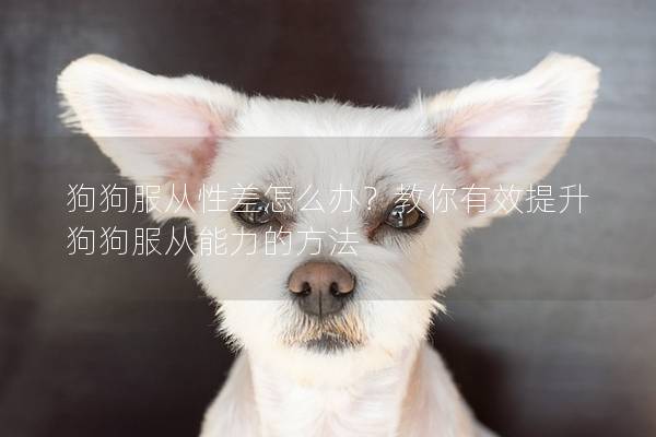 狗狗服從性差怎么辦？教你有效提升狗狗服從能力的方法