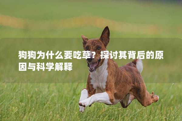 狗狗為什么要吃草？探討其背后的原因與科學解釋