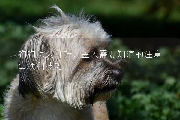 狗狗怎么打針,主人需要知道的注意事項和技巧 狗狗怎么打針,主人需要知道的注意事項和技巧