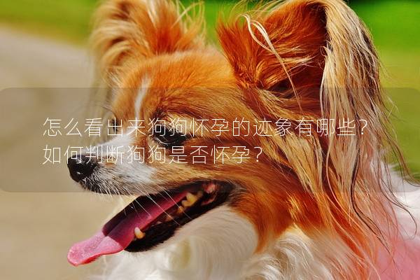 怎么看出來狗狗懷孕的跡象有哪些？如何判斷狗狗是否懷孕？