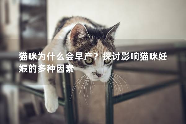 貓咪為什么會早產？探討影響貓咪妊娠的多種因素