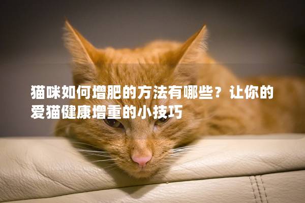 貓咪如何增肥的方法有哪些？讓你的愛貓健康增重的小技巧