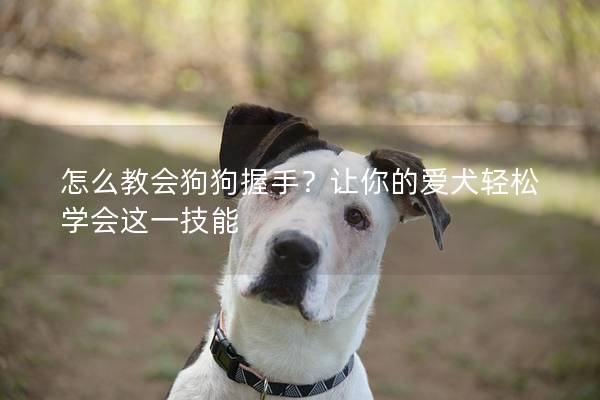 怎么教會狗狗握手？讓你的愛犬輕松學(xué)會這一技能