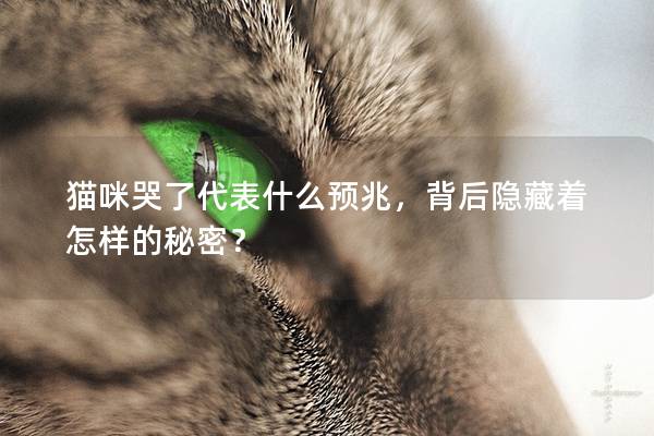 貓咪哭了代表什么預兆，背后隱藏著怎樣的秘密？