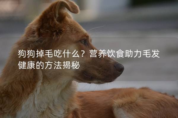 狗狗掉毛吃什么？營養飲食助力毛發健康的方法揭秘