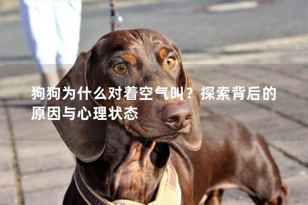 狗狗為什么對著空氣叫？探索背后的原因與心理狀態(tài)