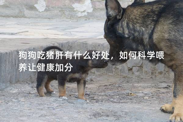 狗狗吃豬肝有什么好處，如何科學喂養讓健康加分