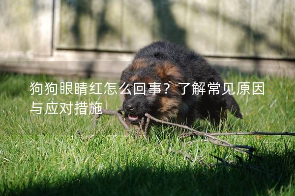 狗狗眼睛紅怎么回事?了解常見原因與應對措施 狗狗眼睛紅怎么回事?了解常見原因與應對措施