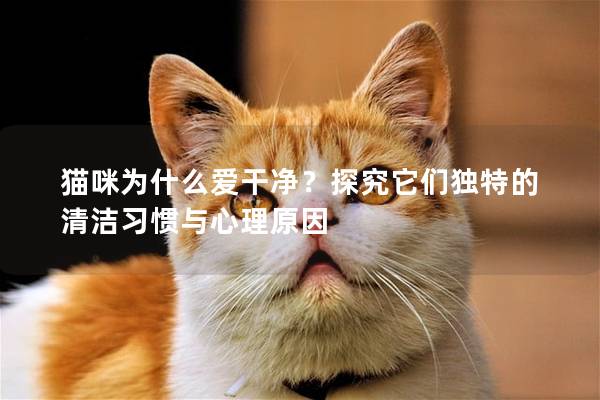 貓咪為什么愛干凈？探究它們獨特的清潔習慣與心理原因
