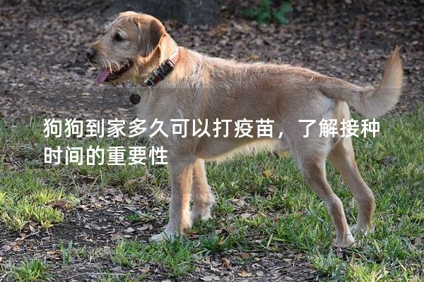 狗狗到家多久可以打疫苗,了解接種時間的重要性 狗狗到家多久可以打疫苗,了解接種時間的重要性
