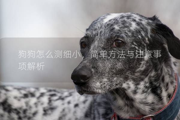 狗狗怎么測細小，簡單方法與注意事項解析