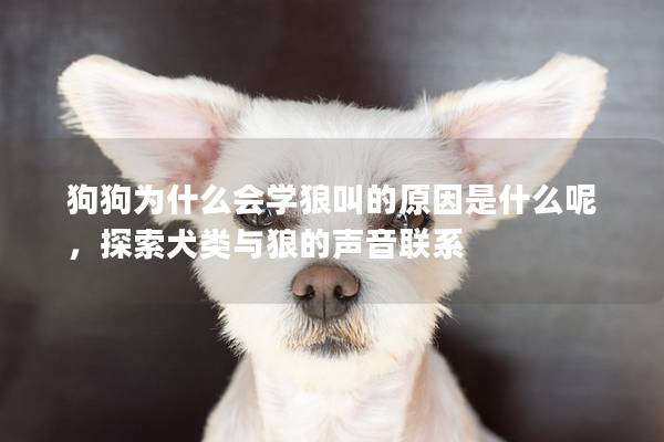 狗狗為什么會學狼叫的原因是什么呢，探索犬類與狼的聲音聯(lián)系