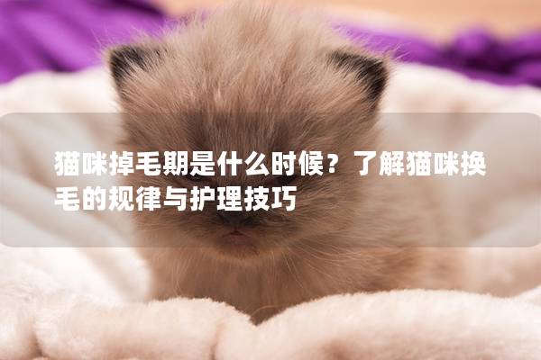貓咪掉毛期是什么時候？了解貓咪換毛的規(guī)律與護理技巧