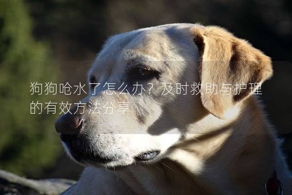 狗狗嗆水了怎么辦？及時(shí)救助與護(hù)理的有效方法分享