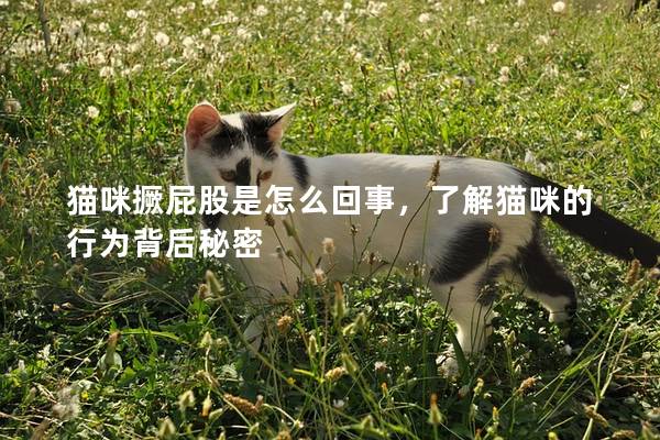 貓咪撅屁股是怎么回事，了解貓咪的行為背后秘密