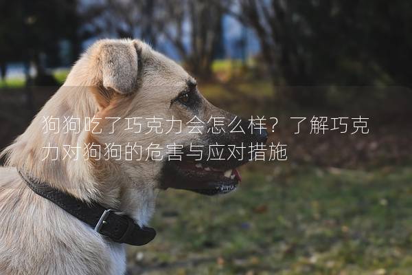 狗狗吃了巧克力會怎么樣？了解巧克力對狗狗的危害與應對措施