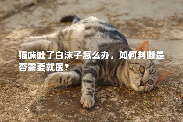 貓咪吐了白沫子怎么辦，如何判斷是否需要就醫？