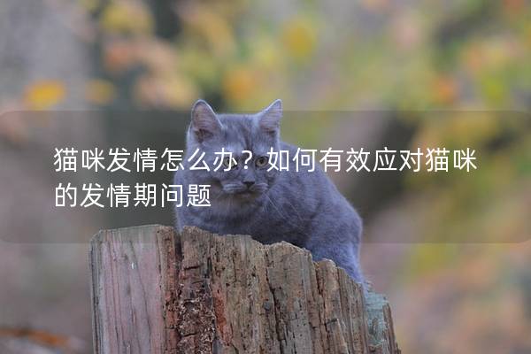 貓咪發(fā)情怎么辦？如何有效應(yīng)對(duì)貓咪的發(fā)情期問(wèn)題