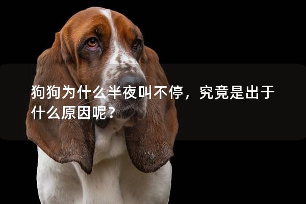 狗狗為什么半夜叫不停，究竟是出于什么原因呢？