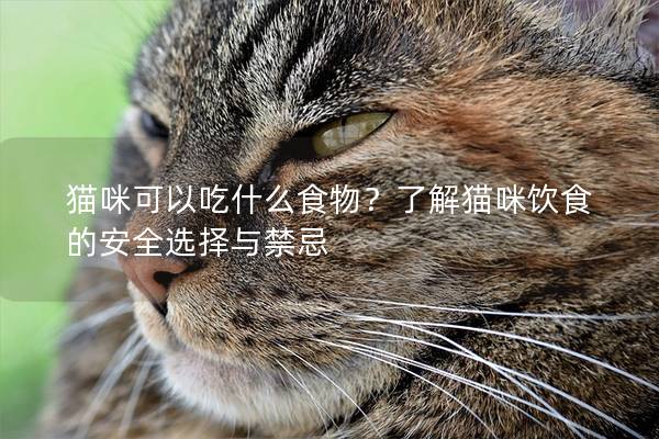貓咪可以吃什么食物？了解貓咪飲食的安全選擇與禁忌