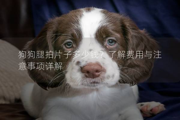 狗狗腿拍片子多少錢？了解費用與注意事項詳解