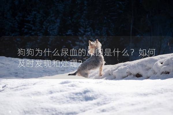 狗狗為什么尿血的原因是什么？如何及時發現和處理？