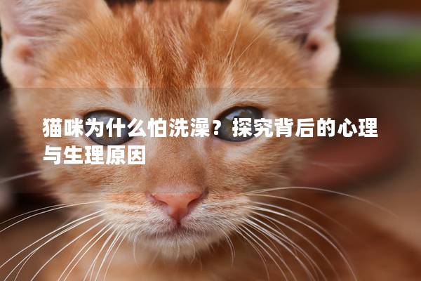 貓咪為什么怕洗澡？探究背后的心理與生理原因