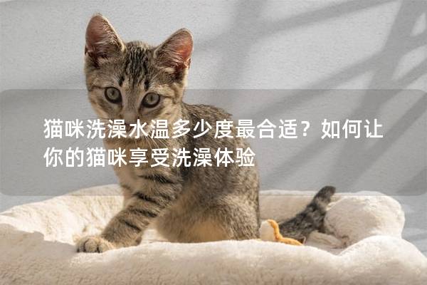 貓咪洗澡水溫多少度最合適？如何讓你的貓咪享受洗澡體驗(yàn)