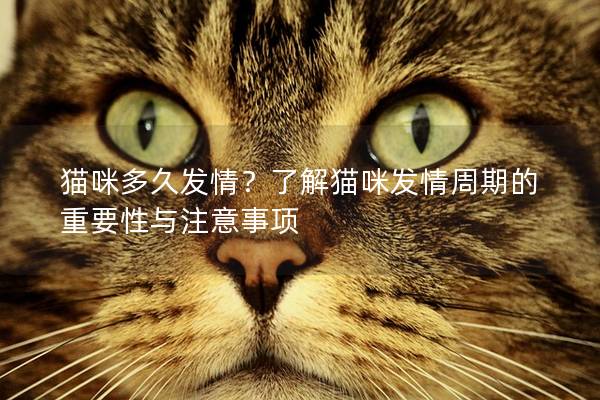 貓咪多久發情？了解貓咪發情周期的重要性與注意事項