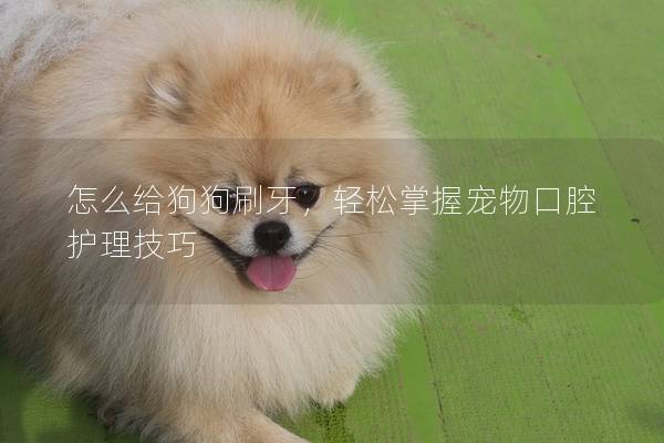 怎么給狗狗刷牙，輕松掌握寵物口腔護理技巧