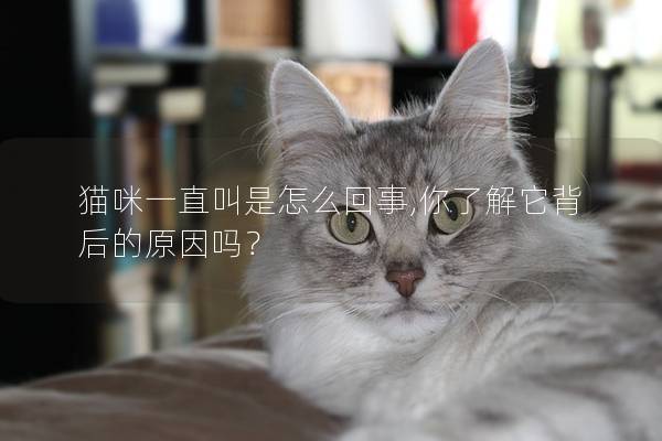 貓咪一直叫是怎么回事,你了解它背后的原因嗎？