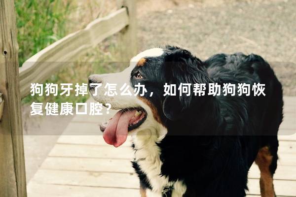 狗狗牙掉了怎么辦，如何幫助狗狗恢復健康口腔？