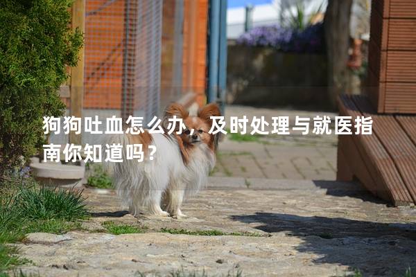 狗狗吐血怎么辦，及時處理與就醫指南你知道嗎？