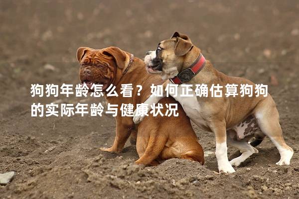 狗狗年齡怎么看？如何正確估算狗狗的實際年齡與健康狀況