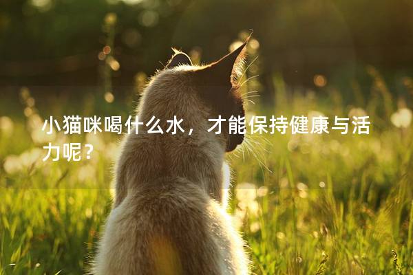 小貓咪喝什么水，才能保持健康與活力呢？