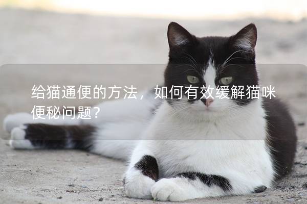 給貓通便的方法，如何有效緩解貓咪便秘問題？