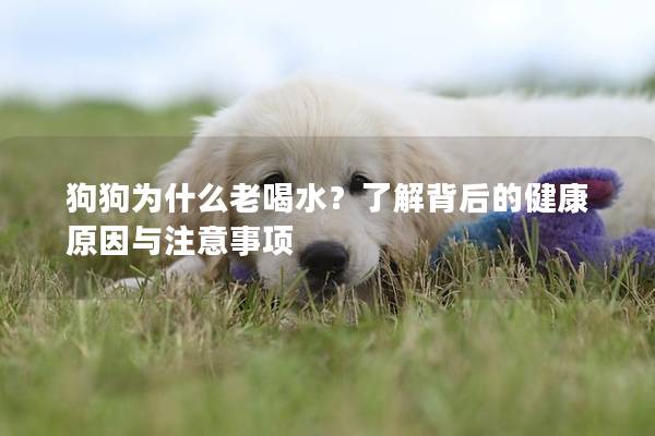 狗狗為什么老喝水？了解背后的健康原因與注意事項