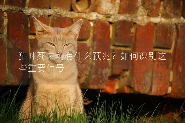 貓咪死之前有什么預(yù)兆？如何識別這些重要信號