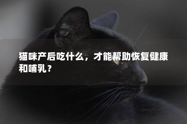 貓咪產(chǎn)后吃什么，才能幫助恢復(fù)健康和哺乳？